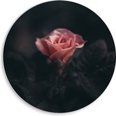 WallClassics - PVC Schuimplaat Muurcirkel - Donkere Roos - 30x30 cm Foto op Muurcirkel (met ophangsysteem)