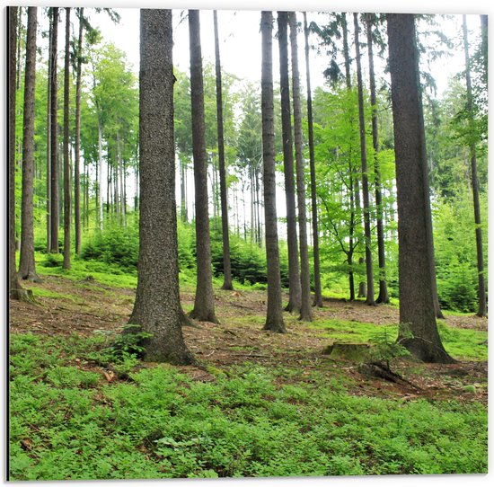 WallClassics - Dibond - Bomen op Schuine Heuvel - 50x50 cm Foto op Aluminium (Met Ophangsysteem)