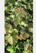 6 x Rubus 'Betty Ashburner' - SIERBRAAM, BRAAM - pot 9 x 9 cm