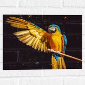 WallClassics - Muursticker - Ara Papegaai met Geel Gouden Vleugels - 40x30 cm Foto op Muursticker