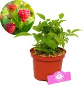 Rubus idaeus BonBonBerry 'Yummy'® - Compacte-framboos - Niet woekerend - 2 liter pot