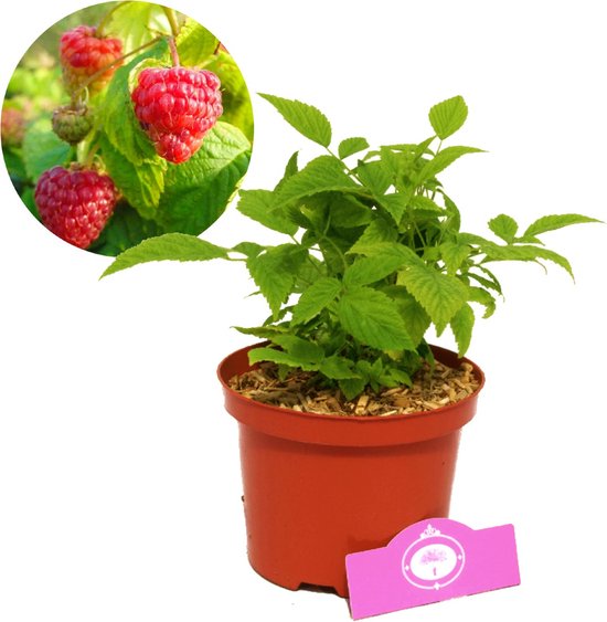 Betrokken ontspannen Lastig Rubus idaeus BonBonBerry 'Yummy'®, mini-framboos, 2 liter pot | bol.com