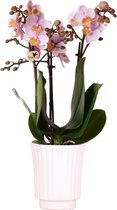 Kolibri Orchids | roze Phalaenopsis orchidee - Andorra in Retro sierpot wit - potmaat Ø9cm - 40cm hoog | bloeiende kamerplant - vers van de kweker