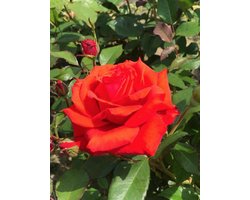 Rosa 'Kanegem' - Roos in pot