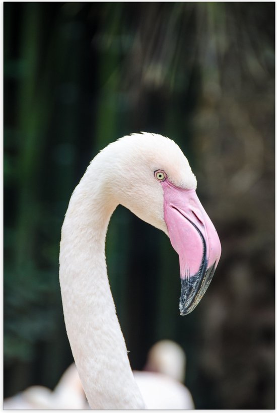 WallClassics - Poster Glanzend – Witte Flamingo met Roze Snavel - 40x60 cm Foto op Posterpapier met Glanzende Afwerking