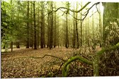 WallClassics - Dibond - Dunnen Takken krioelend door het Bos - 90x60 cm Foto op Aluminium (Met Ophangsysteem)