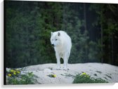 WallClassics - Canvas  - Witte Wolf op een Rots - 100x75 cm Foto op Canvas Schilderij (Wanddecoratie op Canvas)