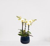 Phalaenopsis Multiflora wit in sierpot Livia Donker Blauw – bloeiende witte Orchidee – kamerplant - 40-55cm - Ø15 – geleverd met plantenpot – vers uit de kwekerij