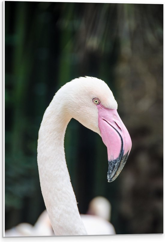 WallClassics - PVC Schuimplaat - Witte Flamingo met Roze Snavel - 40x60 cm Foto op PVC Schuimplaat (Met Ophangsysteem)