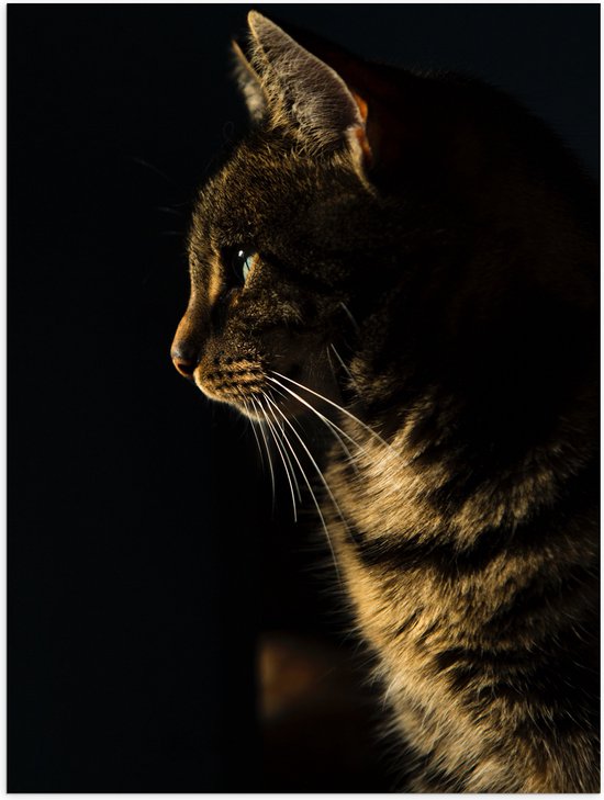 WallClassics - Poster Brillant - Chat dans la Nuit - 30x40 cm Photo sur Papier Poster avec Finition Brillante