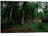 WallClassics - PVC Schuimplaat- Smalle Bomen in Donkergroen gekleurd Bos - 75x50 cm Foto op PVC Schuimplaat