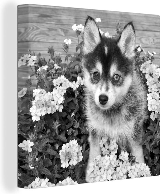 Tableau sur toile Chiot Pomsky entre fleurs noir et blanc