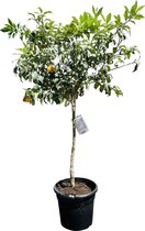 Tropictrees - Kumquat - Citrus Fortunella Margarita - Eetbaar - Citrusboom - Hoogte ca. 150cm