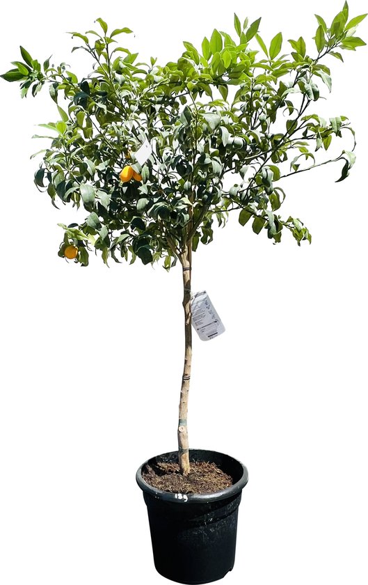 Horen van Ansichtkaart Arrangement Tropictrees - Kumquat - Citrus Fortunella Margarita - Eetbaar - Citrusboom  - Hoogte... | bol.com