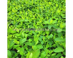 24x (stuks) Hypericum Calycinum 9cm pot - Bodembedekker - vaste plant - Tuinplant - Winterhard - Groenblijvend - Groen - Hertshooi