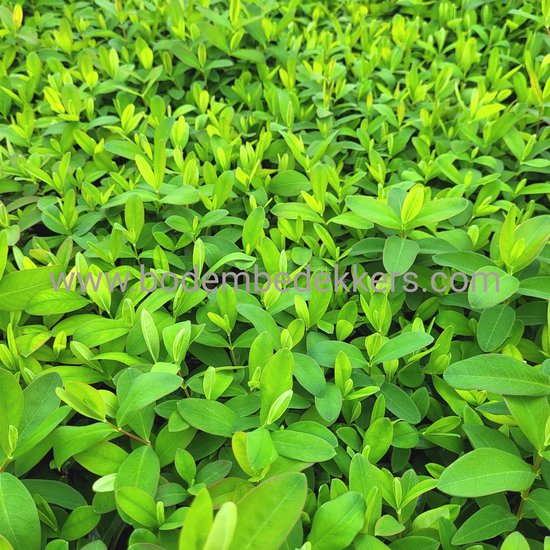 Couvre-sol dense aux feuilles ovales vert vif.