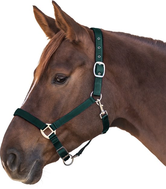 Donkergroen halster met zilverkleurige gespen, gedragen door een bruin paard met witte bles.