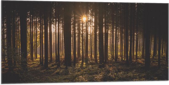 WallClassics - Drapeau - Soleil couchant entre les Arbres - Photo 100x50 cm sur drapeau en polyester