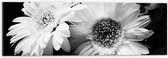 WallClassics - Dibond - kamille Bloem Zwart / Wit - 60x20 cm Foto op Aluminium (Wanddecoratie van metaal)