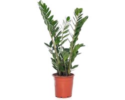 KAMERPLANT ZAMIOCULCAS ZAMIIFOLIA M ''ZAMIO'' POTMAAT 15CM
