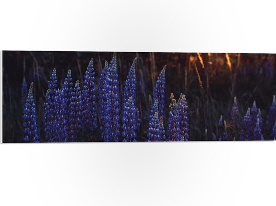WallClassics - PVC Schuimplaat - Blauwe Lupine Plant - 90x30 cm Foto op PVC Schuimplaat (Met Ophangsysteem)