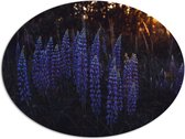 WallClassics - Dibond Ovaal - Blauwe Lupine Plant - 108x81 cm Foto op Ovaal (Met Ophangsysteem)
