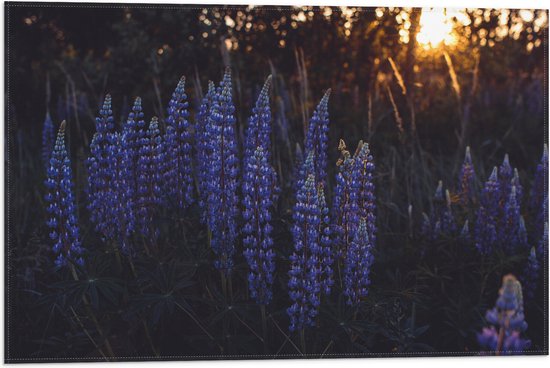 WallClassics - Vlag - Blauwe Lupine Plant - 60x40 cm Foto op Polyester Vlag