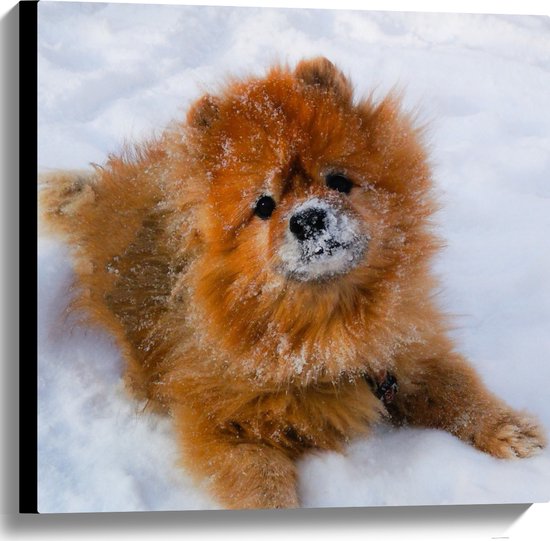 WallClassics - Canvas  - Fluffy Hond in de Sneeuw - 60x60 cm Foto op Canvas Schilderij (Wanddecoratie op Canvas)
