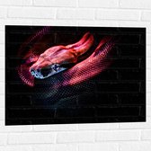 WallClassics - Muursticker - Rode Slang met Zwarte Achtergrond - 80x60 cm Foto op Muursticker