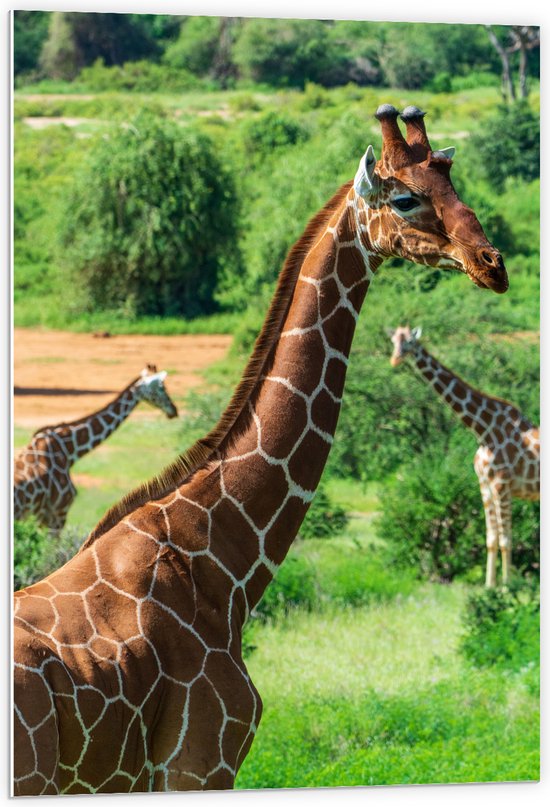 WallClassics - PVC Schuimplaat - Giraffen in de Natuur - 60x90 cm Foto op PVC Schuimplaat (Met Ophangsysteem)