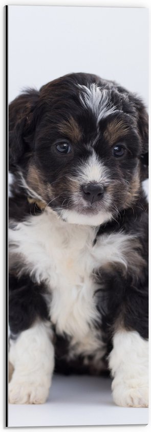 WallClassics - Dibond - Bernedoodle Puppy - 20x60 cm Foto op Aluminium (Wanddecoratie van metaal)