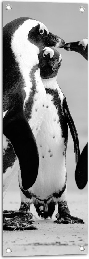 WallClassics - Tuinposter – Spelende Pinguïns Zwart / Wit - 30x90 cm Foto op Tuinposter  (wanddecoratie voor buiten en binnen)