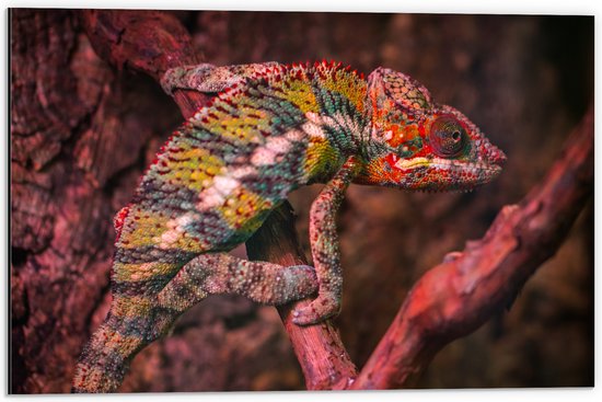 WallClassics - Dibond - Kameleon op een Rood / Bruine Boom - 60x40 cm Foto op Aluminium (Wanddecoratie van metaal)