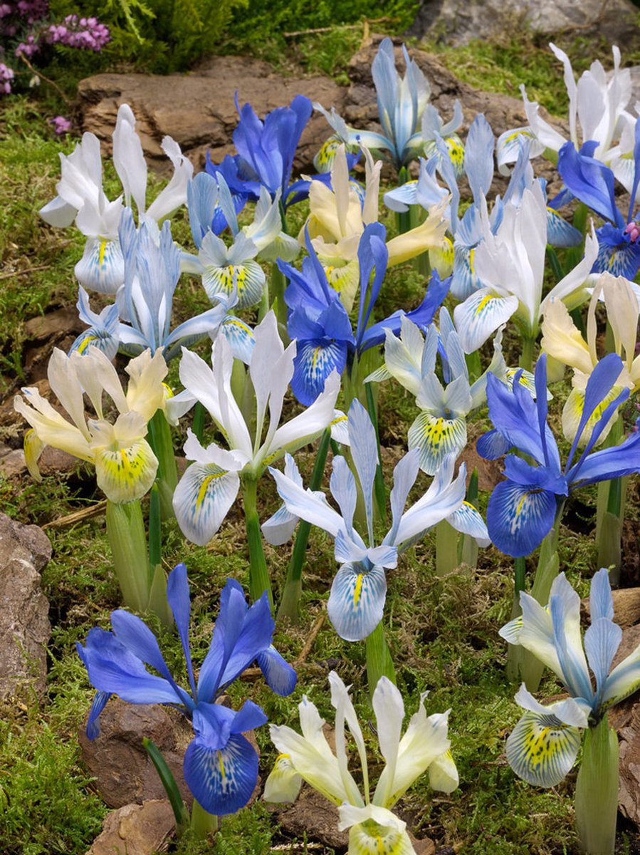 500x Iris 'Iris reticulata gemengd' - BULBi® Bloembollen met bloeigarantie