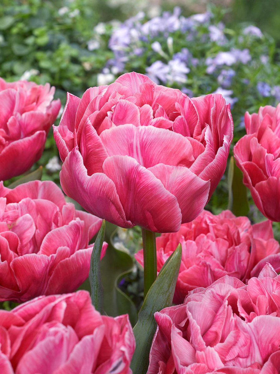 200x Tulpen 'Aveyron' - BULBi® Bloembollen met bloeigarantie