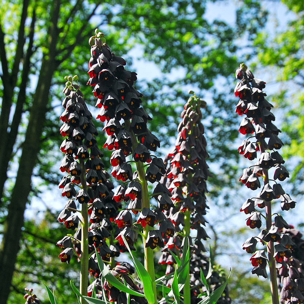 Fritillaria persica | Paars | Fritillaria Bollen | Snijbloem