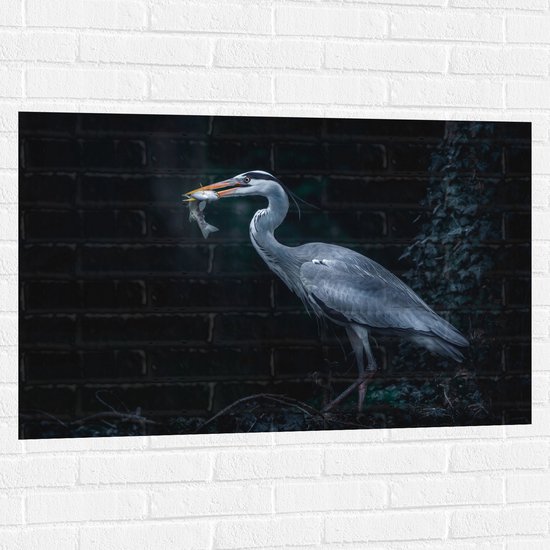 WallClassics - Muursticker - Blauwe Reiger heeft een Vis Gevangen - 105x70 cm Foto op Muursticker