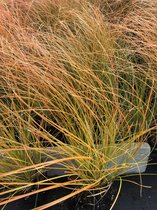 6 x Carex test. 'Prairie Fire' - Oranjezegge - in pot 9x9 cm