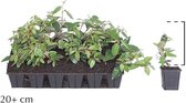 18 stuks | Olijfwilg P9-tray - Bloeiende plant - Geschikt voor tuinen aan zee - Grootbladig - Vruchtdragend - Wintergroen