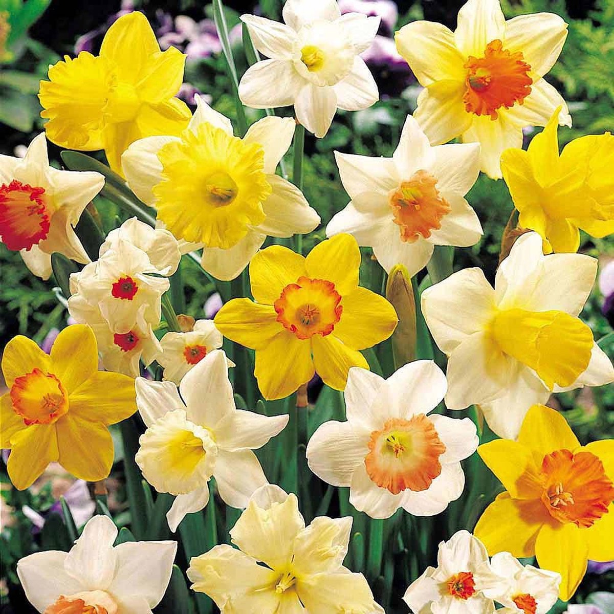 Narcis Surprise Mix | 20 stuks | Gemengde Narcissen | Bloembollenpakket
