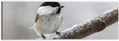 WallClassics - Dibond - Koolmeesje op een Tak in de Winter - 60x20 cm Foto op Aluminium (Wanddecoratie van metaal)