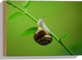 WallClassics - Hout - Slak op een Tak - 40x30 cm - 12 mm dik - Foto op Hout (Met Ophangsysteem)