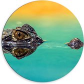 WallClassics - Dibond Muurcirkel - Alligator onder Water - 60x60 cm Foto op Aluminium Muurcirkel (met ophangsysteem)