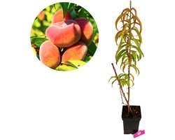 Prunus persica 'Donut' wilde perzikboom, kneusje, 5 liter pot