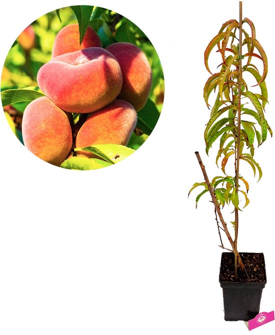 Prunus persica 'Donut' wilde perzikboom, kneusje, 5 liter pot