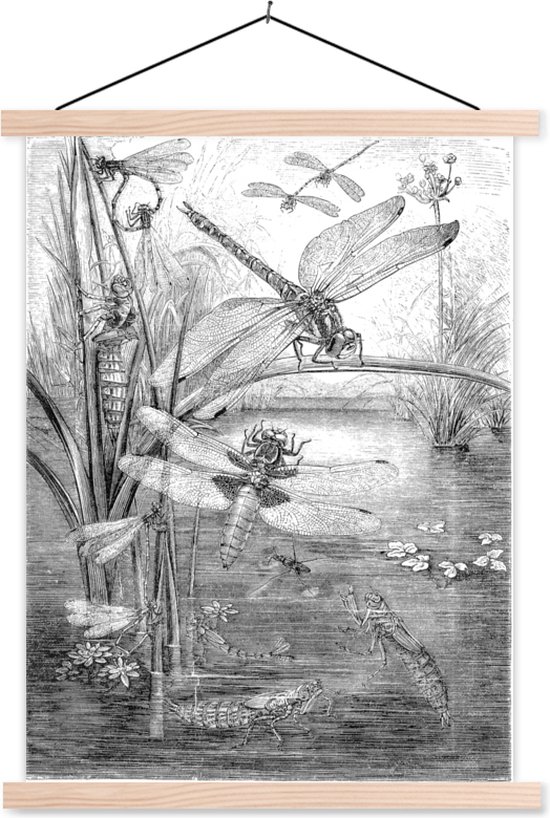 illustration noir et blanc de quelques libellules affiche scolaire lattes plates vierges 90x120 cm - Tirage photo sur poster textielposter (décoration murale salon / chambre)