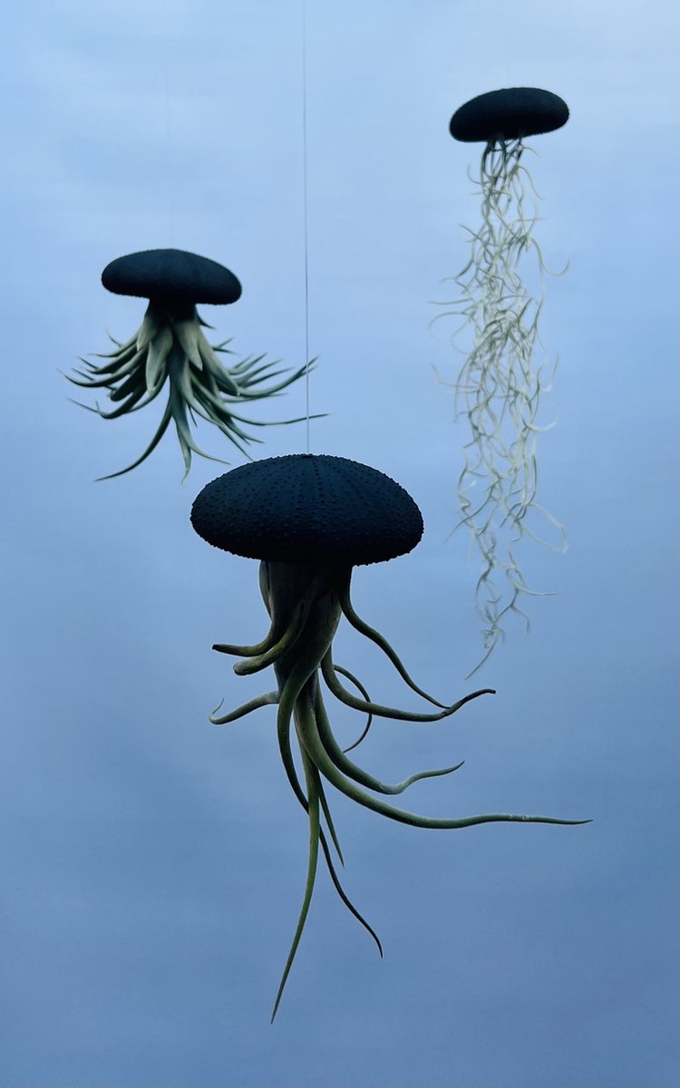 Prachtige Jelly-fish luchtplanten met witte Alfonso zee-egels Prachtige Jelly-fish luchtplanten met witte Alfonso zee-egels