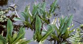 Goudknots (Orontium aquaticum) - Vijverplant - 3 losse planten - Om zelf op te potten - Vijverplanten Webshop