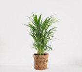 Areca in luxe siermand Amber Naturel – luchtzuiverende kamerplant – eenvoudig te onderhouden Goudpalm - ↕55-70cm - Ø18 – geleverd met plantenpot – vers uit de kwekerij