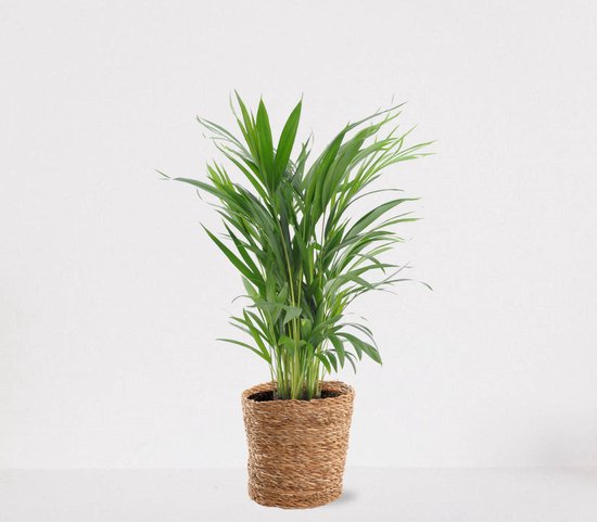 Foto: Areca in luxe siermand amber naturel luchtzuiverende kamerplant eenvoudig te onderhouden goudpalm 55 70cm 18 geleverd met plantenpot vers uit de kwekerij